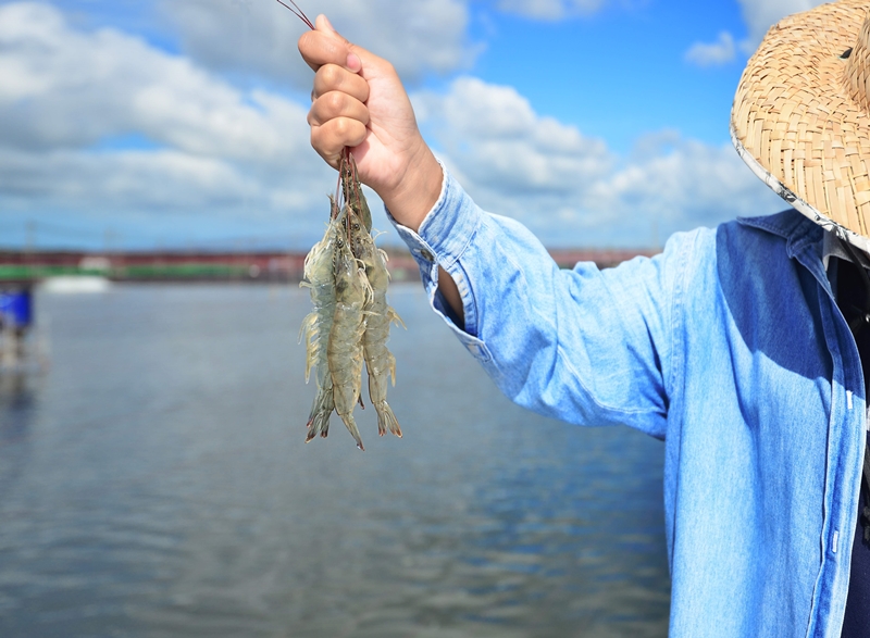 Thai Union Group Receives Landmark USD 150 Million Blue Loan from Asian Development Bank to Advance Sustainable Shrimp and Climate Goals